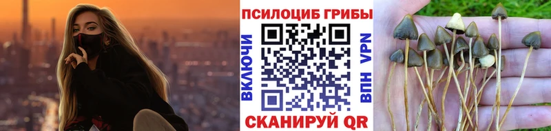 где купить наркоту Пересвет OMG ТОР darknet официальный сайт Псилоцибиновые грибы Psilocybine cubensis